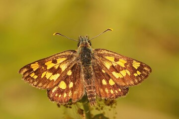 Poster - Closeup on the rare Chequered skipper, Carterocephalus palaemon sitting with open wings