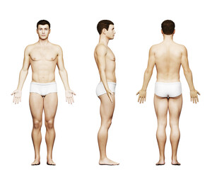 Wall Mural - 3d rendered medical illustration of a fit male body