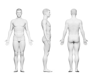 Wall Mural - 3d rendered medical illustration of a fit male body