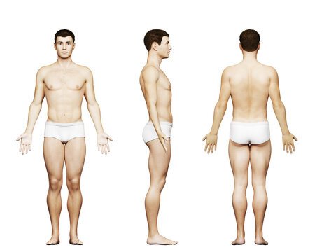 3d rendered medical illustration of a fit male body
