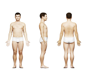 Wall Mural - 3d rendered medical illustration of a short male body