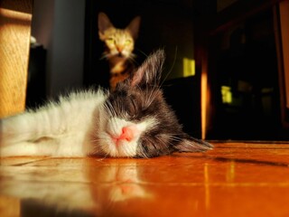 Poster - Closeup shot of a cute kitten lying on the floor with a cat in the background