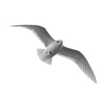 Flying Bird Seagull In PNG Isolated On Transparent Background