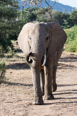 Afrikanischer Elefant