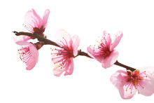 Almond Pink Flowers On Branch In PNG Isolated On Transparent Background Macro Shot