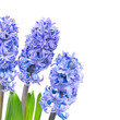 Three blue flowers hyacinthes with green leaves in PNG isolated on transparent background