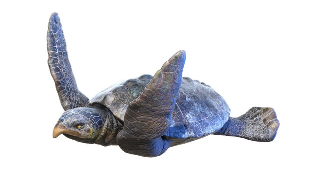 3d rendered dinosaur illustration of the Archelon