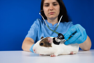 Wall Mural - The veterinarian examines the heart and lungs of a guinea pig with a stethoscope.