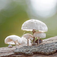 Mushrooms on a tree trunk in the forest during autumn