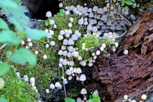 Parasola Plicatilis, Pleated Inkcap Mushroom Growing On Dead Wood, Surrey, UK.