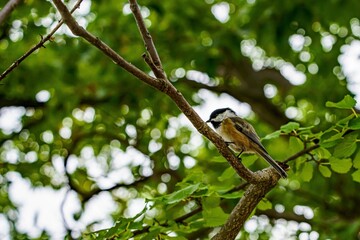 Sticker - Shallow focus shot of a Black-capped chickadee bird perched on a tree branch