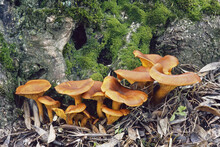 Jack O Lantern Mushroom, Omphalotus Olearius