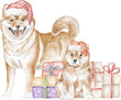 Shiba inu dogs with gift boxes