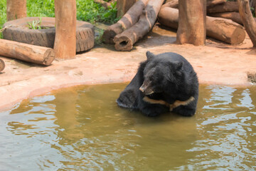 bear in water