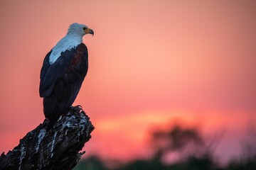 Wall Mural - Selective focus shot of a bald eagle perched on a cliff at sunset