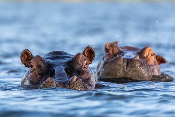 closeup shot of two hippos swimming in a pond