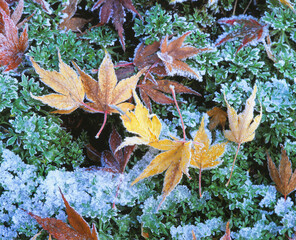 Canvas Print - Ahornblaetter im Herbst