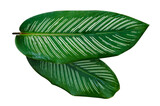 Fototapeta  - Leaves Calathea ornata pin stripe  Isolate on transparent background PNG file