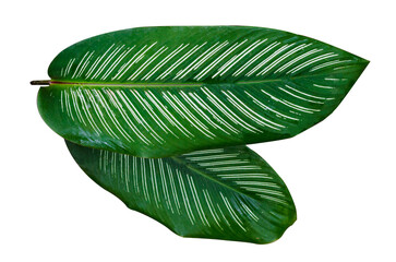 Wall Mural - Leaves Calathea ornata pin stripe  Isolate on transparent background PNG file