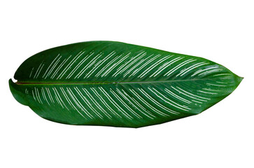 Leaves Calathea ornata pin stripe  Isolate on transparent background PNG file