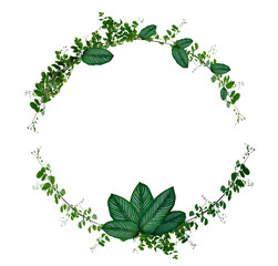 Wall Mural - Vine and leaf monstera Circle of Isolates Used in design Border Frame made of Green climbing plant isolated on transparent background PNG file