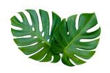 Fototapeta Sawanna - Monstera leaves leaves with Isolate  Leaves on transparent background PNG file 