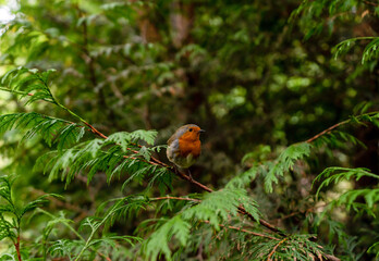 European robin bird