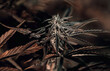 marijuana black plant kush bud