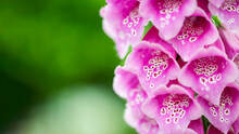 Purple Foxglove Extreme Close Up Stock Image With Copy Space