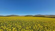 Beautiful landscape of a field with yellow flowers