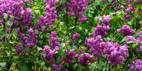 Wall Mural - purple lilac blossom branch. beautiful floral nature wallpaper in the green garden