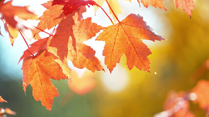 Wall Mural - Lively closeup of falling autumn leaves.