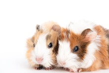 Guinea Pigs In Front Of White Background