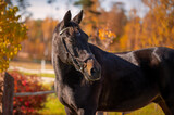 Fototapeta Konie - Brown horse autumn portrait sweden