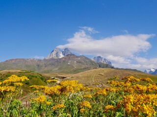 Wall Mural - Flower meadow at Koruldi lakes, beautiful view of Great Caucasus mountains close to Mestia in Upper Svaneti, Georgia.