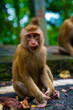 A sitting monkey eating 