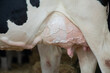 udder of a cow leaking milk from her teats
