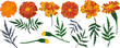 Vector set with marigolds flowers and leaves. Dia De Muertos. Catrina. The Mexican day of the Dead. Indian holiday Diwali. Halloween.