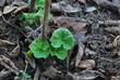 young mallow leaves in the spring