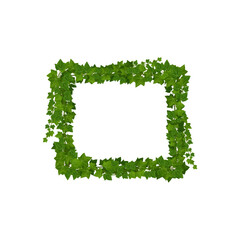 Wall Mural - ivy green leaves and jungle lianas square frame. vine or ivy shrub leaf vector rectangular frame, na