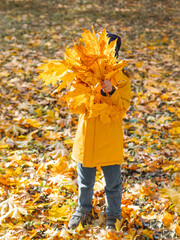 Wall Mural - Little boy is hiding behind bouquet of bright yellow maple leaves. Autumn fun with fallen leaves in park. Leisure activity outdoors.