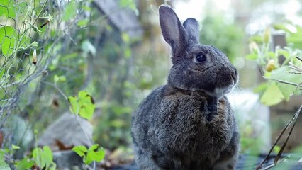 Sticker - Gray Rabbit in Garden cleans paws looks around moves moves and cleans paws again