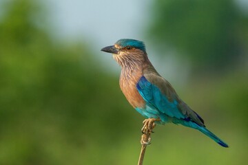 Wall Mural - Closeup of a cute Indian Roller bird perched on a thin tree branch with blurred background