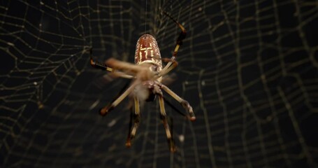Wall Mural - golden silk orb-weaver spider biting an insect with its fangs to paralyze bug in its web.