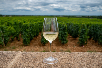 Tasting of white dry wine made from Chardonnay grapes on grand cru classe vineyards near Puligny-Montrachet village, Burgundy, France