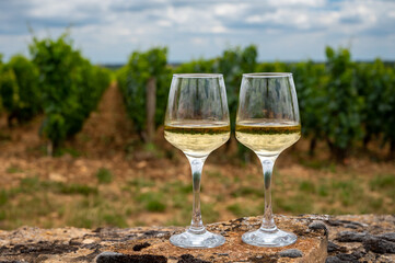 Tasting of white dry wine made from Chardonnay grapes on grand cru classe vineyards near Puligny-Montrachet village, Burgundy, France