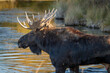 Bull moose side profile