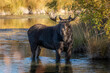 Bull moose standing in the water looking at the camera