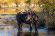 Bull moose in water looking back