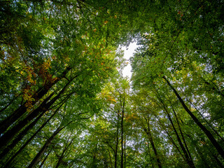 Poster - Herbstanfang im Mischwald